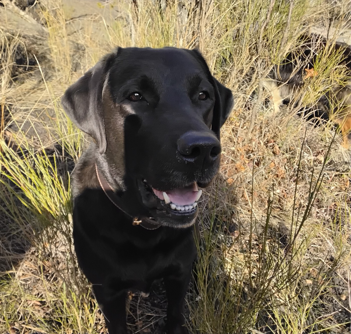 Pocketful of starlight Du Val Des Grives