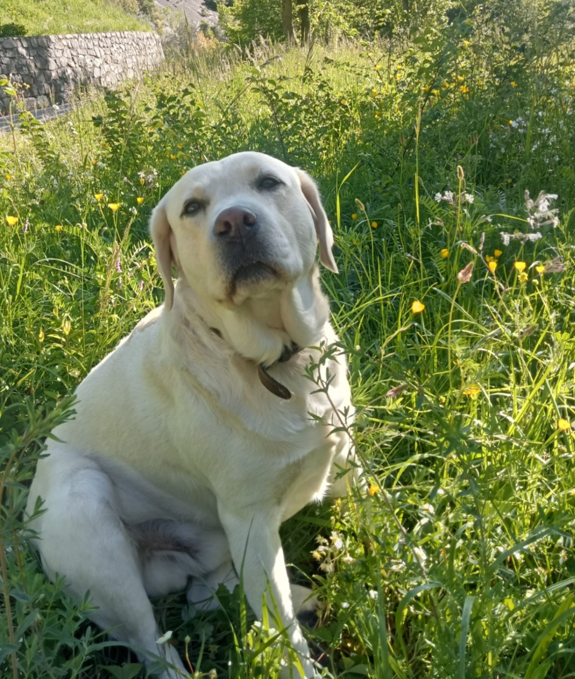 Petit hijo du clos de nissa bella