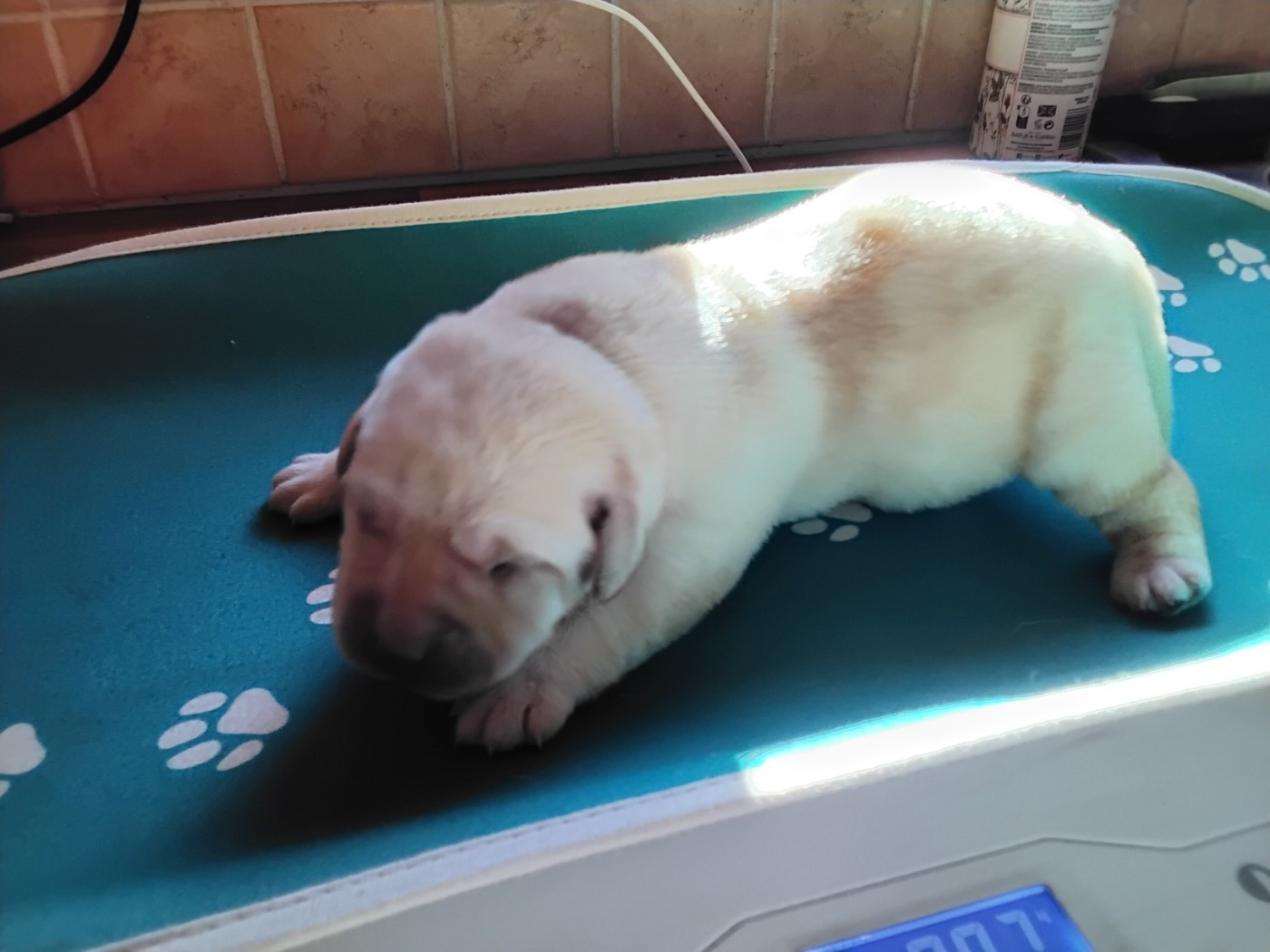 Chiots de Volga janvier 2026