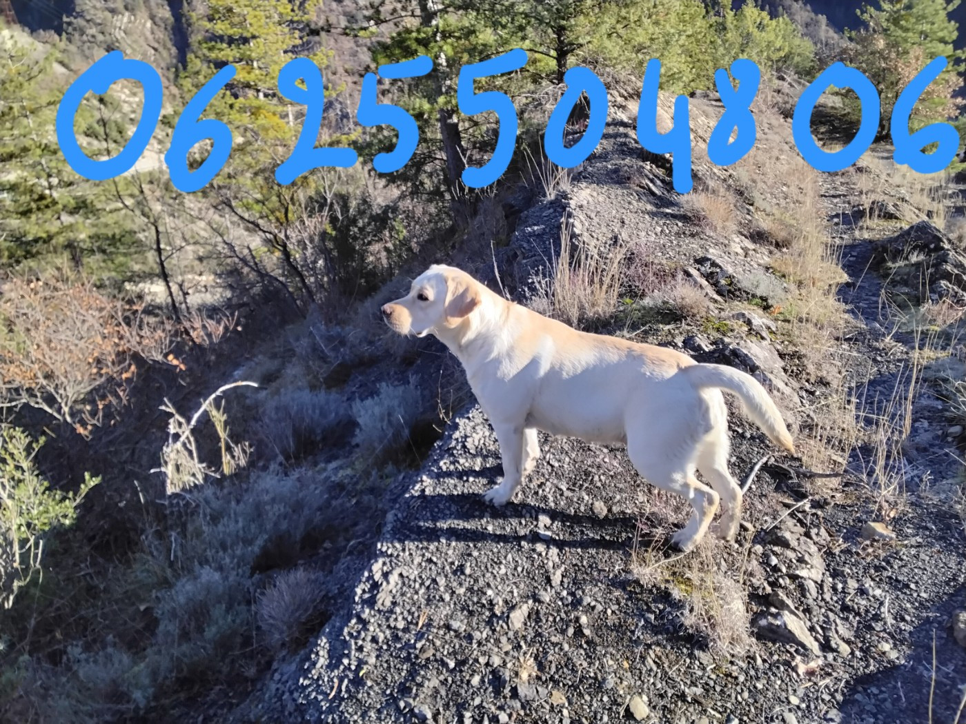 Les Constellations Du Coeur