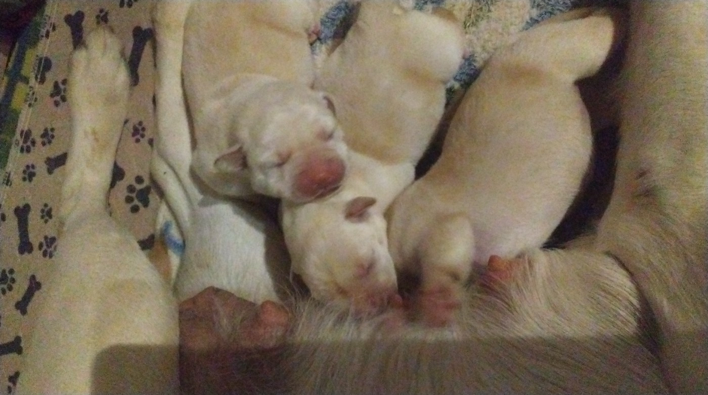 Les Constellations Du Coeur - Chiots disponibles - Labrador Retriever