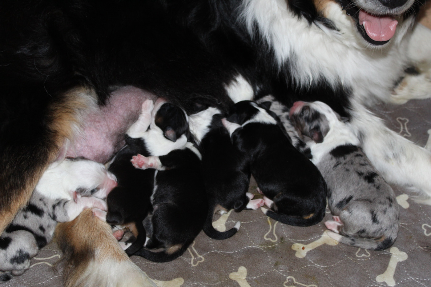 Chiot Berger Australien Les Constellations Du Coeur