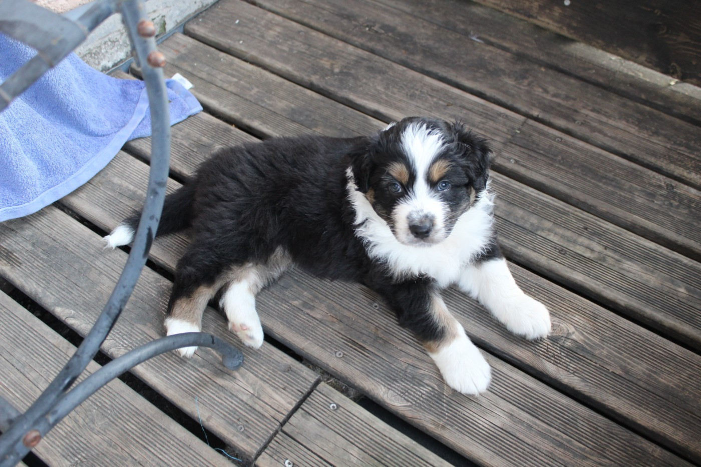 Les Constellations Du Coeur - Chiots disponibles - Berger Australien