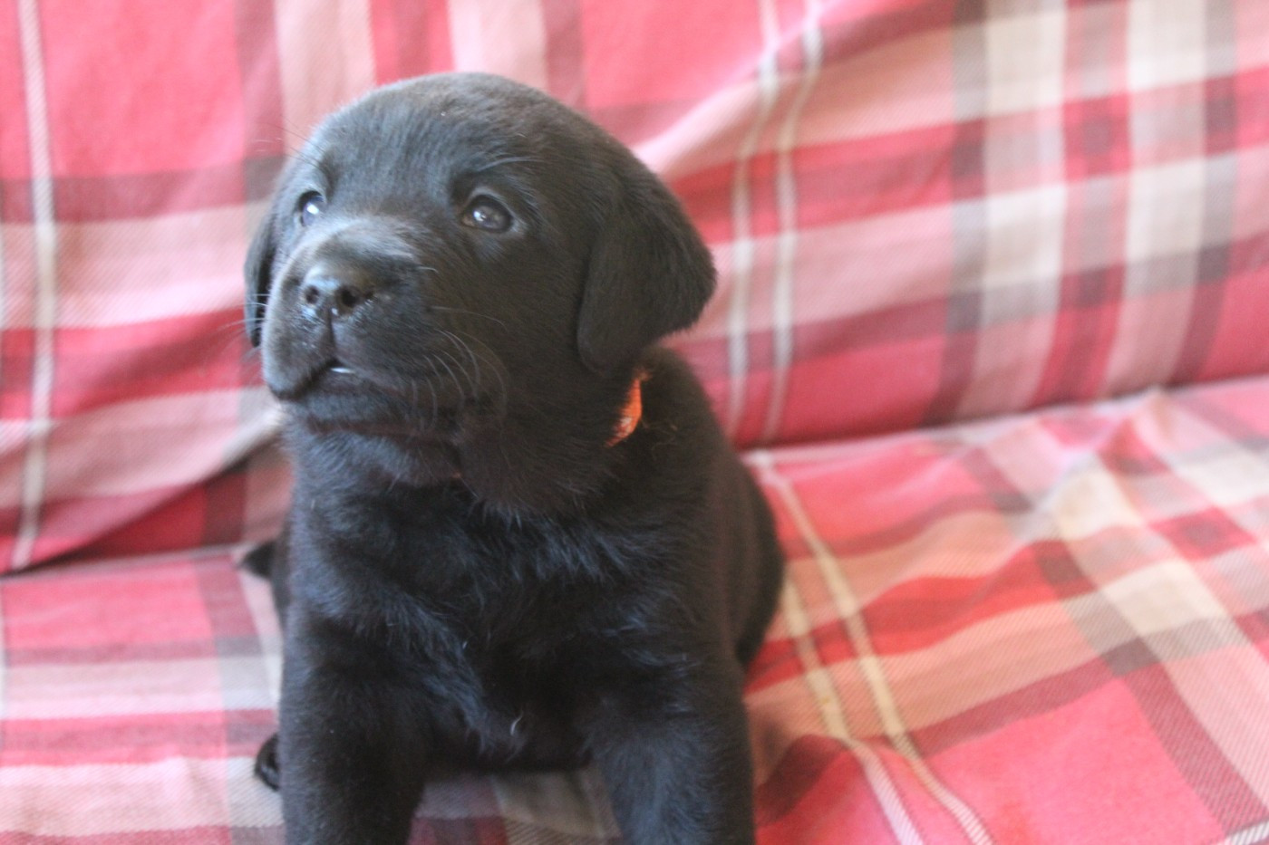 Les Constellations Du Coeur - Chiots disponibles - Labrador Retriever