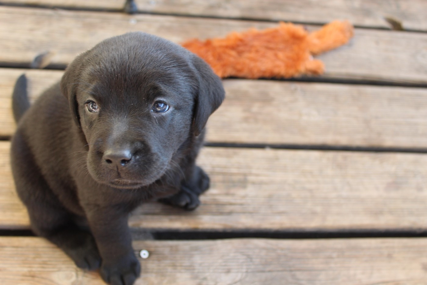 Les Constellations Du Coeur - Chiots disponibles - Labrador Retriever