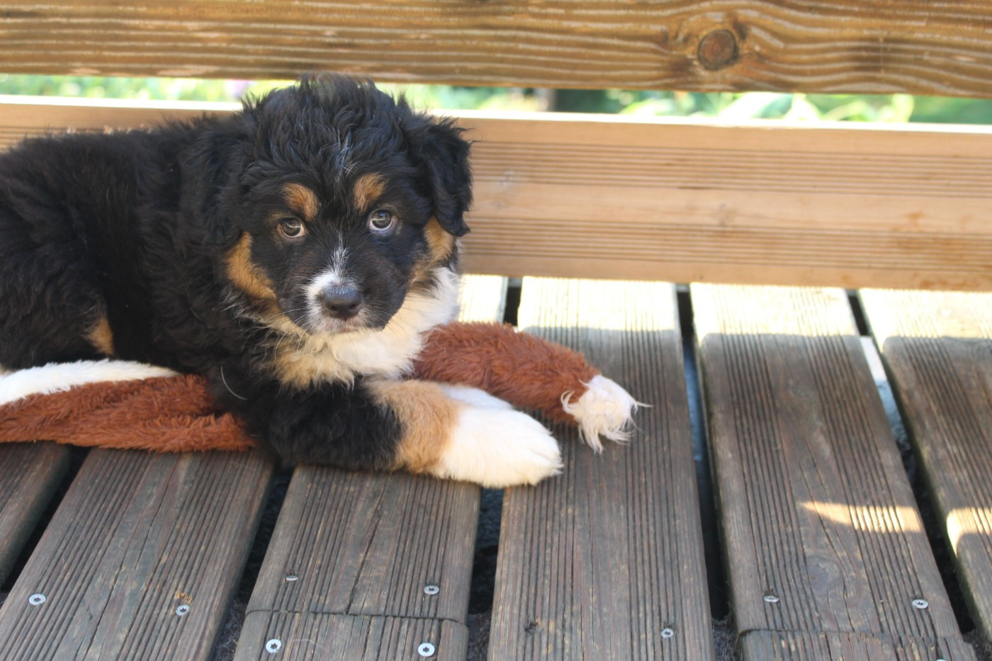 Les Constellations Du Coeur - Chiots disponibles - Berger Australien