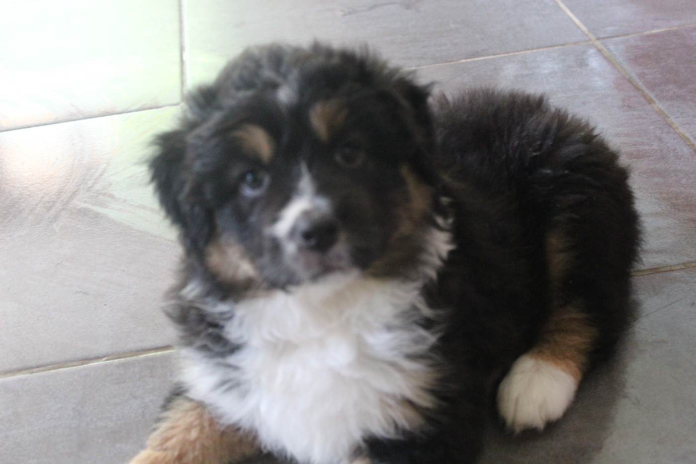 Les Constellations Du Coeur - Chiots disponibles - Berger Australien