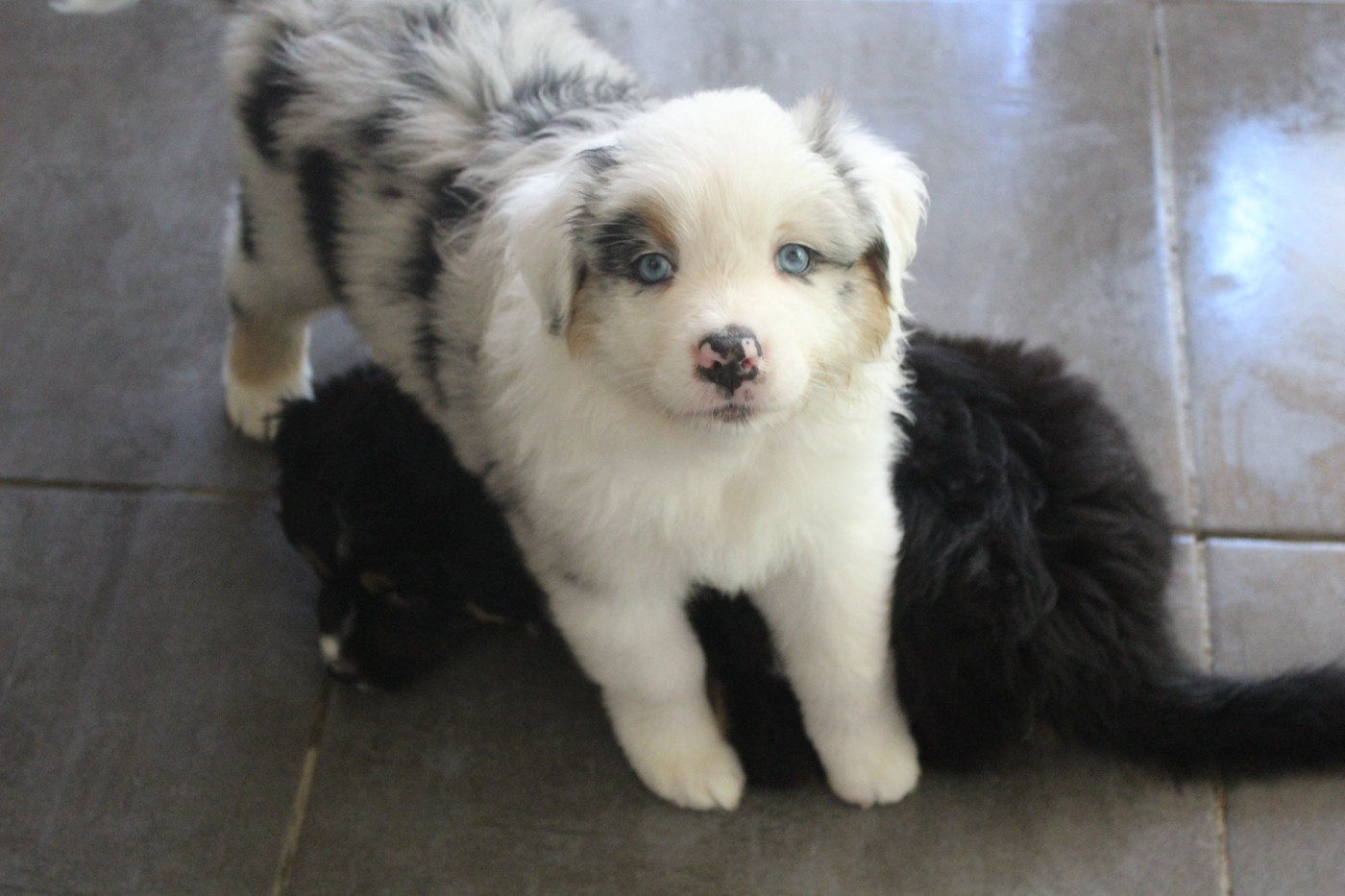 Les Constellations Du Coeur - Chiots disponibles - Berger Australien