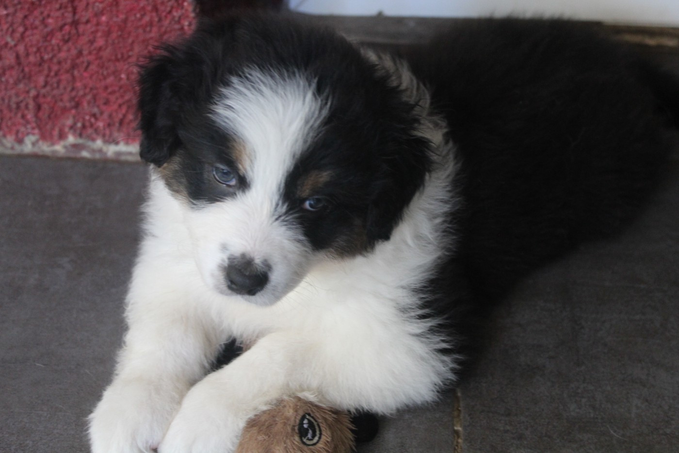 Les Constellations Du Coeur - Chiots disponibles - Berger Australien