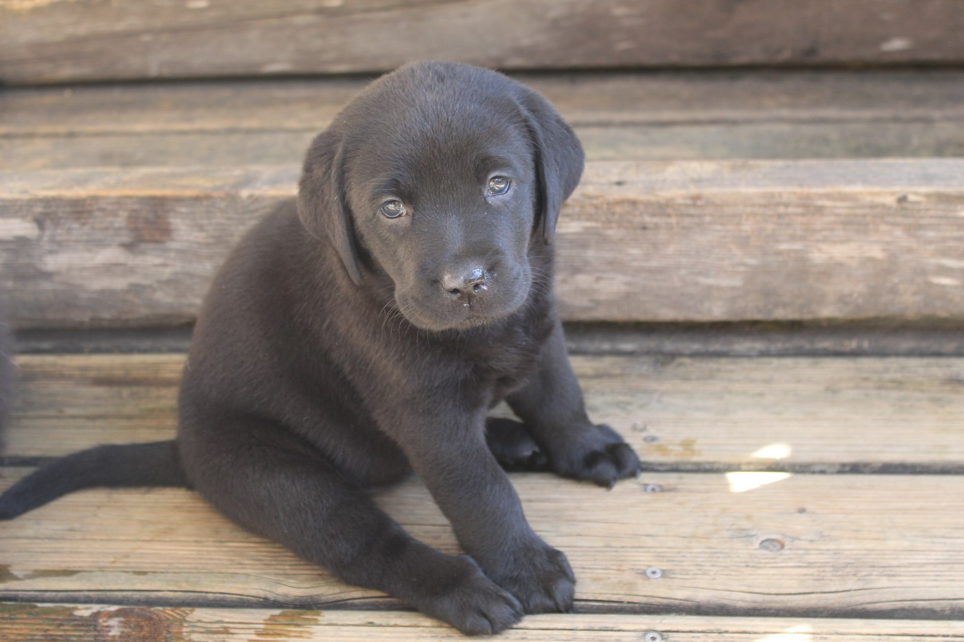 Les Constellations Du Coeur - Chiots disponibles - Labrador Retriever