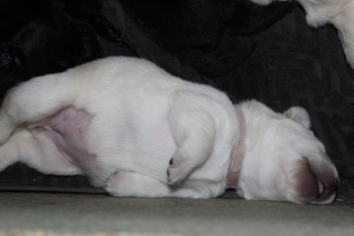 CHIOT 2