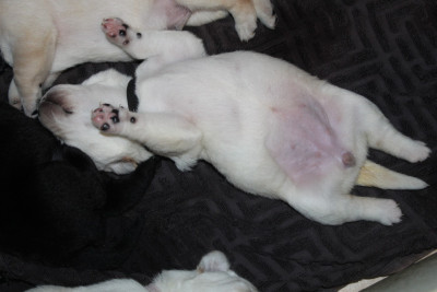 CHIOT 1