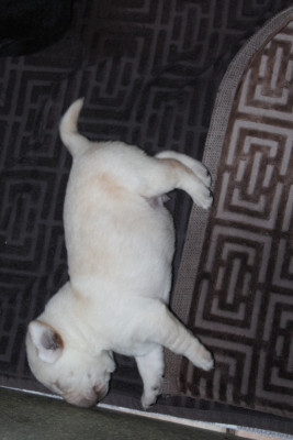 CHIOT 8
