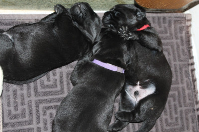 CHIOT 9