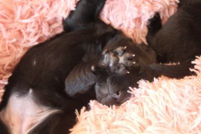 CHIOT 3