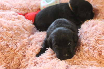 CHIOT 7