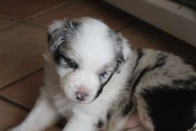 Chiot N°7
